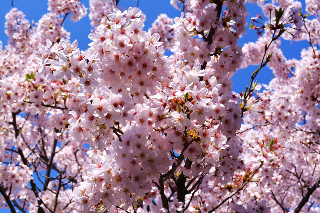 Full Bloom