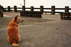 九イ分の犬