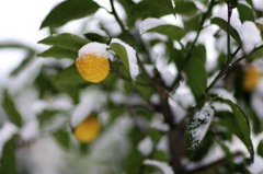 雪を被る柚子の実