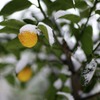 雪を被る柚子の実