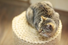 丸椅子の上でまどろむ