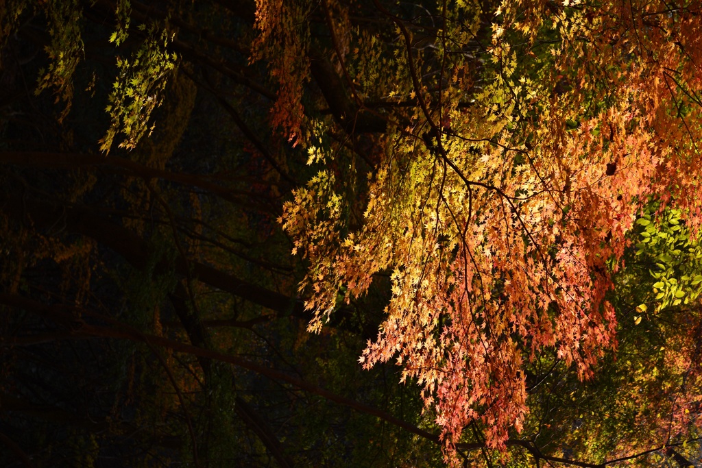 グラデーション