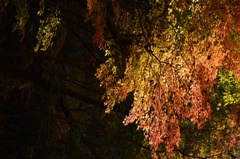 グラデーション