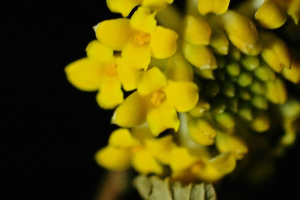 夜のマクロ撮影