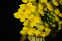 夜のマクロ撮影