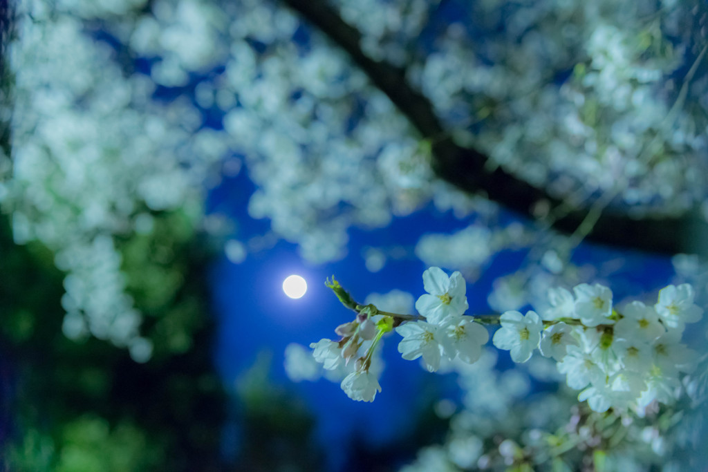 桜と月