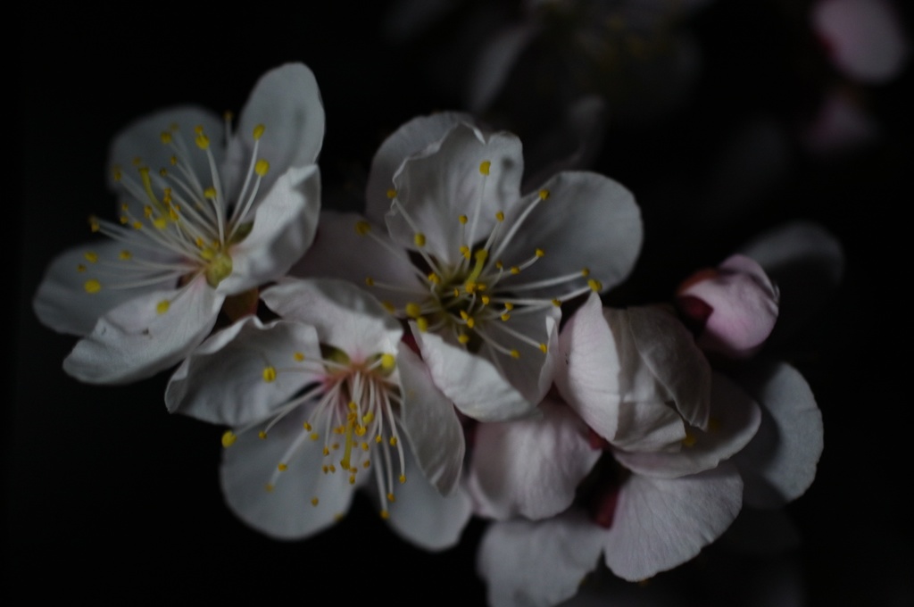 夜のマクロ撮影