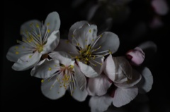 夜のマクロ撮影