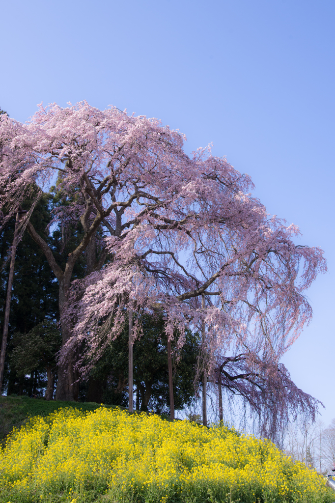 合戦場の枝垂れ桜