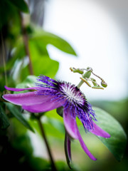 ClockFlower