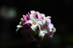 夜のマクロ撮影