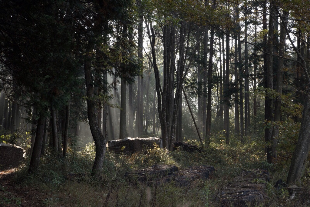 早朝の朝靄