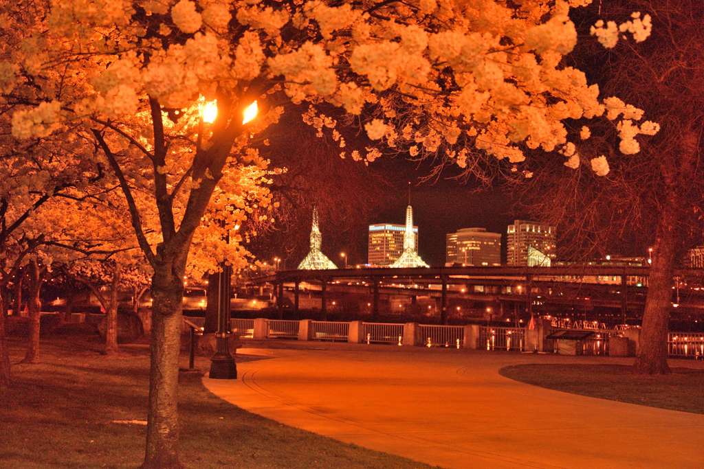 桜-ポートランド2013-03