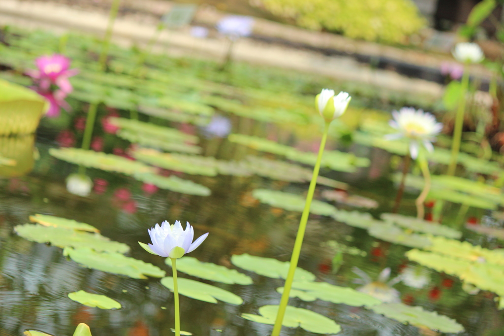 花鳥園で