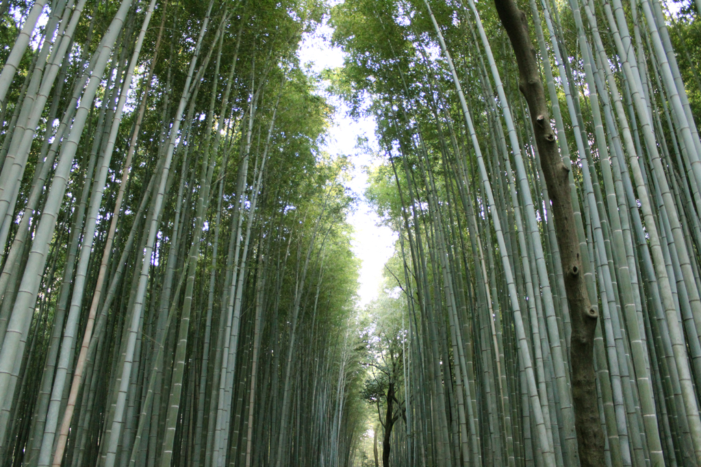 嵐山竹林