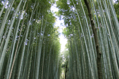 嵐山竹林