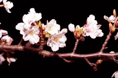 夜桜