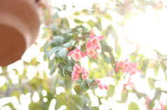花鳥園お花