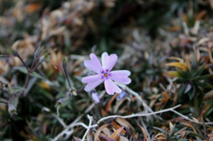 小さな花