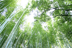 光射す竹林