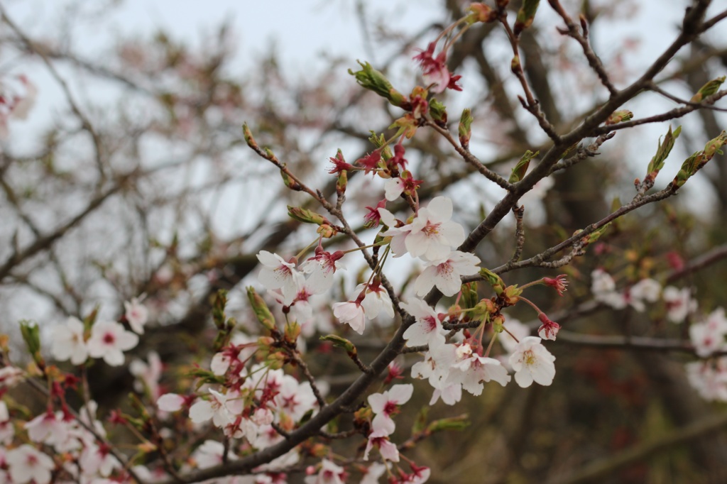 桜