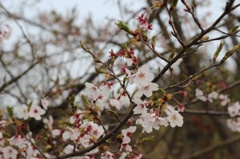 桜