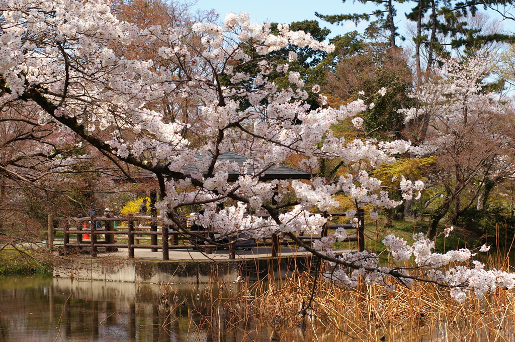 桜２