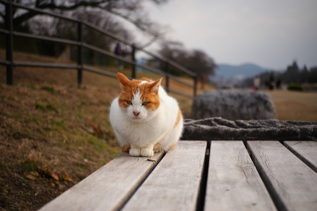 元旦の猫