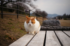 元旦の猫