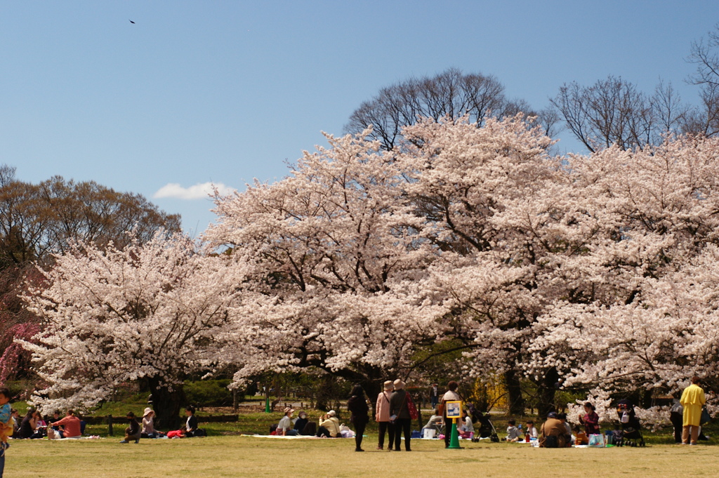 桜3