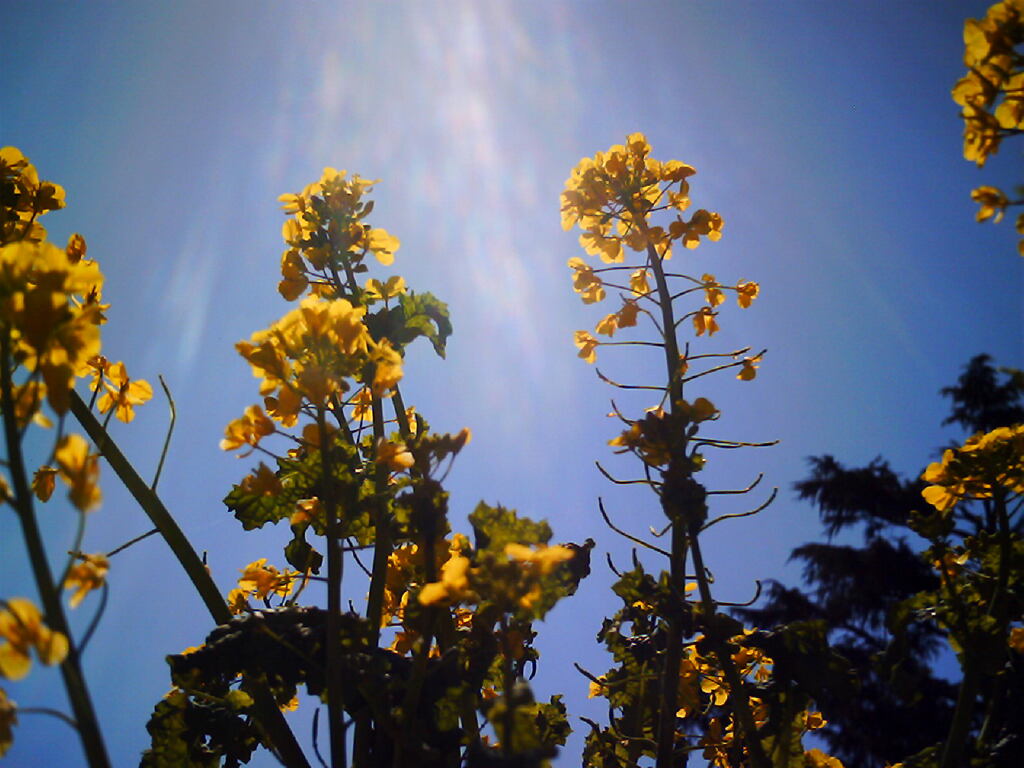 菜の花