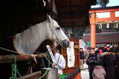 可愛い目の神馬様