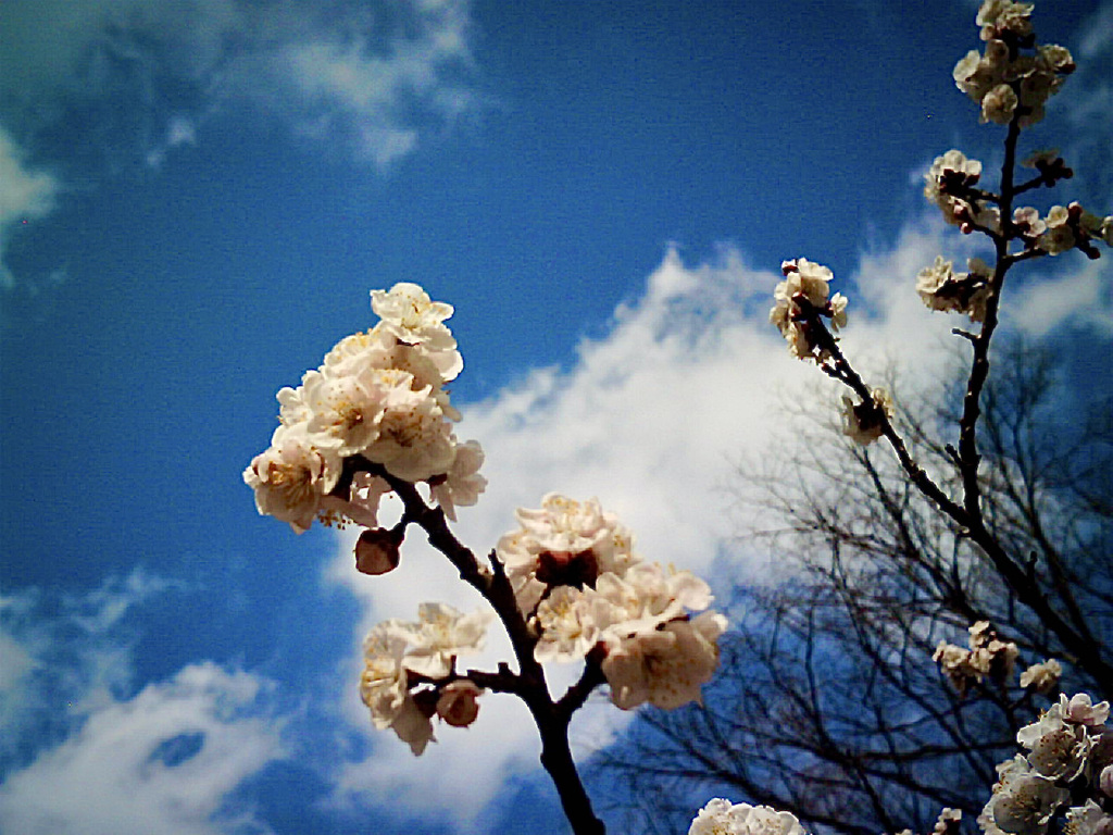 桜１
