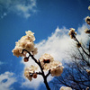 桜１