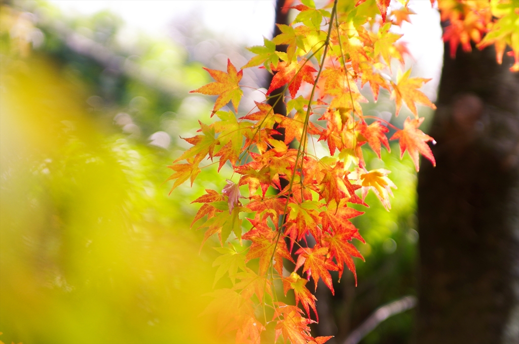 おはしかんのん2012