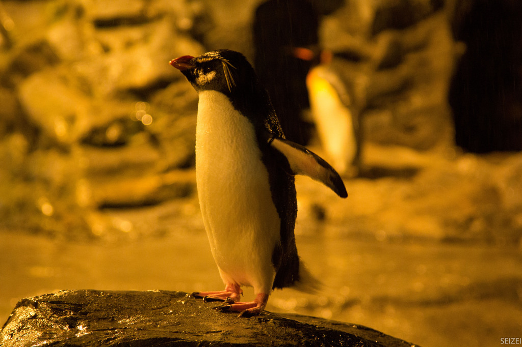 ペンギン