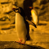ペンギン