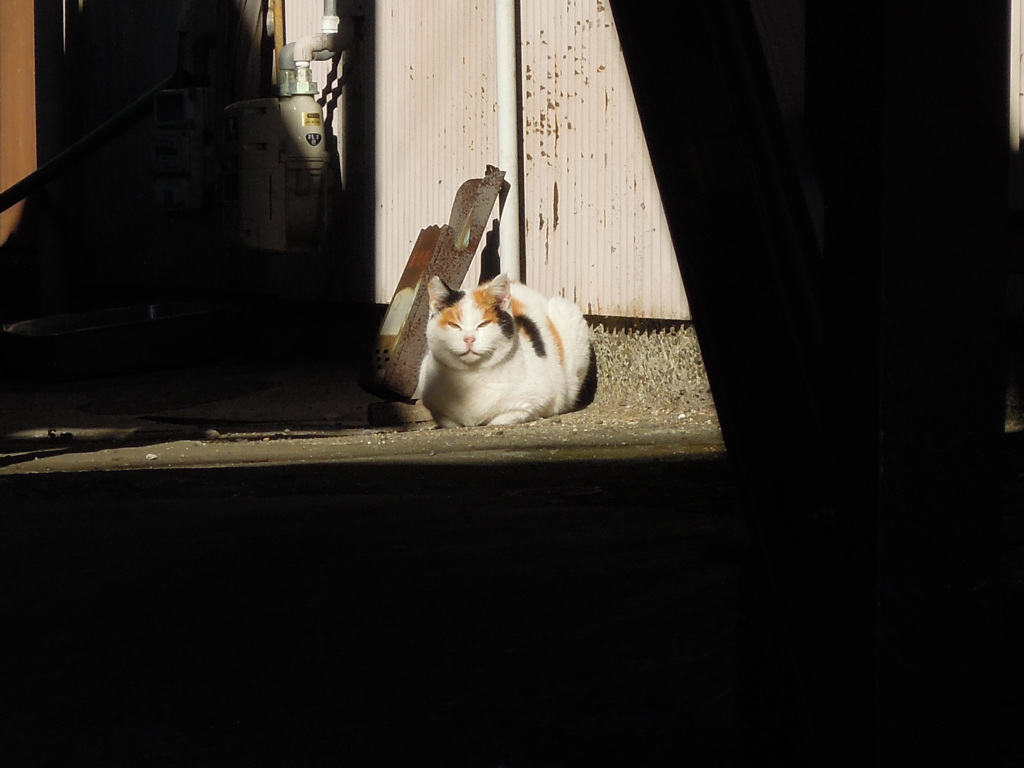 日差しの眼差し
