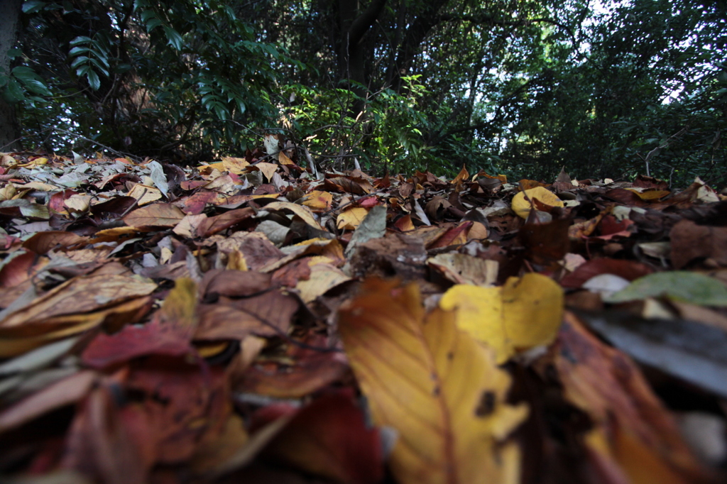 落葉
