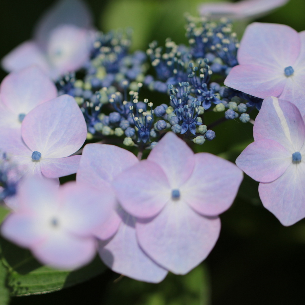 紫陽花
