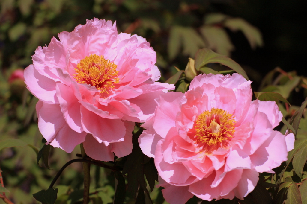 ピンクの牡丹が愛らしい