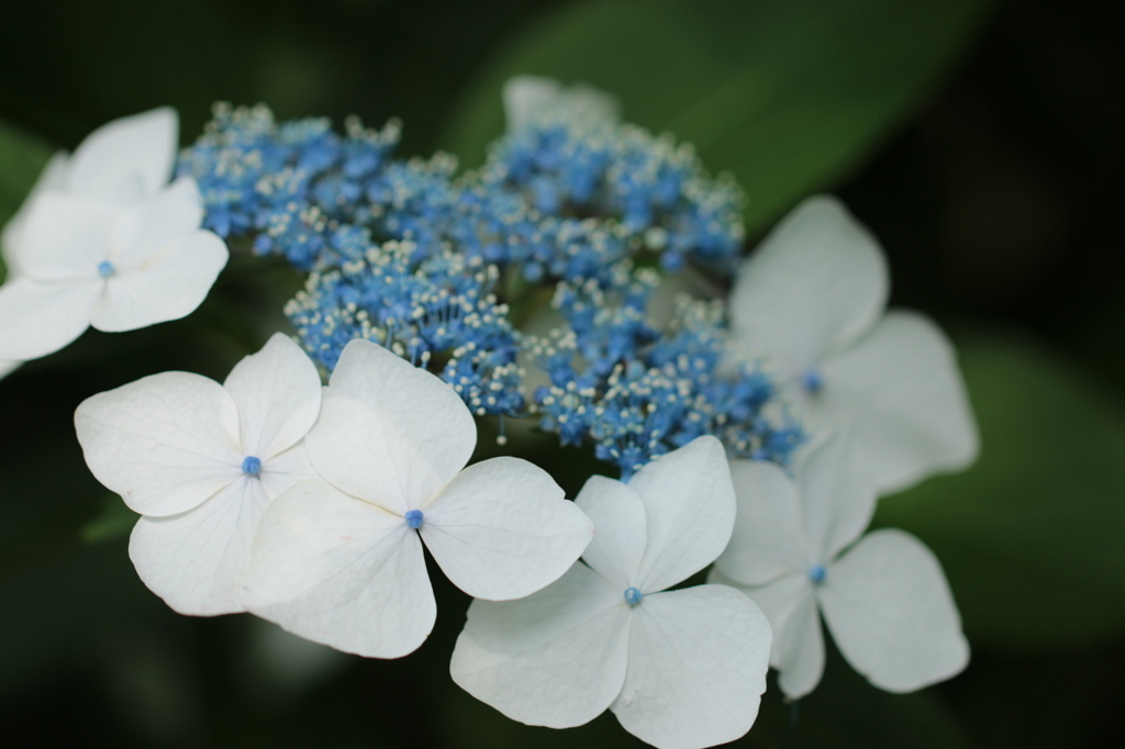 紫陽花