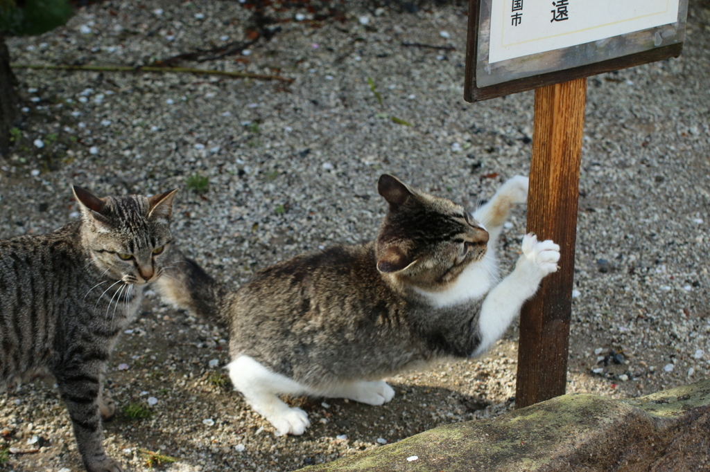 猫 