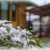 初雪