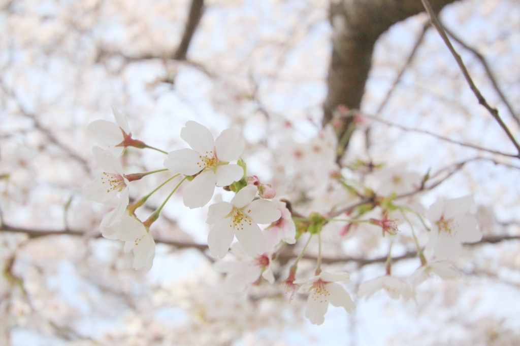 桜舞い散る