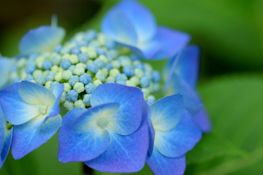 紫陽花