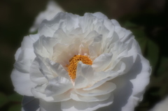 白牡丹
