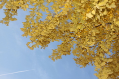 銀杏とひこうき雲