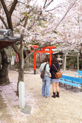 桜の下で