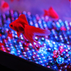 金魚